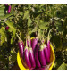 Brinjal IVBJH-385 10 grams